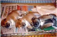 Jiltrain Puppies